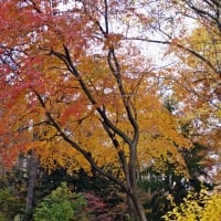 Autumn In The Woods