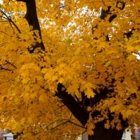 Sparkling Autumn Foliage