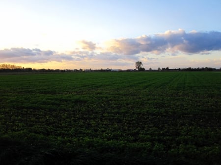 Field - nature, fields, view, photography