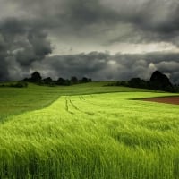 fields of wheat under stormy sky