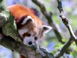 red panda