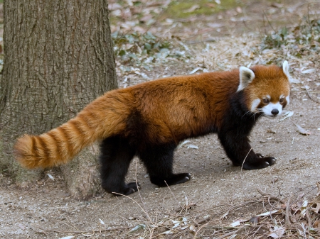 small red panda - tail, fuzzy, black, legs