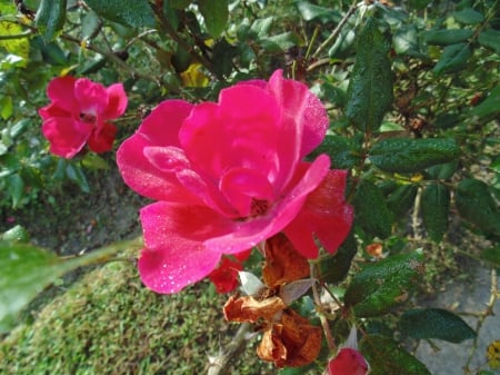 Beautiful! - health, bright, roses, pink, red, colored, flowers, plants