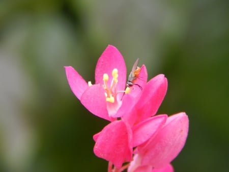 Bug fly on flower - flowers, nature, beautiful, bugs, macro