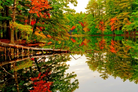 AUTUMN FOREST POND