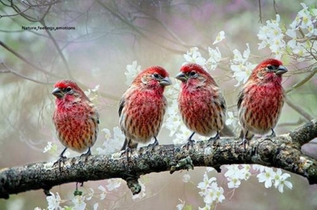 bird - nature, pink, photography, spring, birds