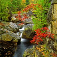 Autumn forest stream