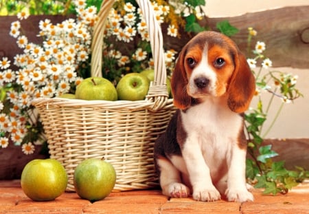 Cute puppy - nice, camomile, basket, beagle, pretty, dog, daisies, garden, cute, adorable, pet, yard, apples, lovely, beautiful, animal, sweet, flowers