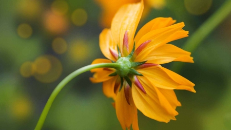 Cosmos - plant, nature, flower, cosmos