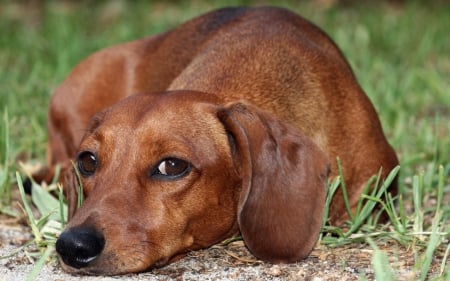 Dog - face, pretty, playful dog, cute, animals, beautiful, sweet, puppy, playful, dogs, puppies, lovely, dog face