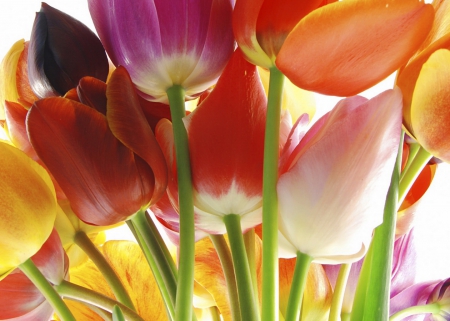 Lovely tulips - pretty, beautiful, colors, harmony, flowers, colorful, tulips, nature, field