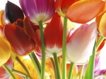 Lovely tulips