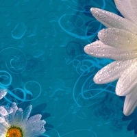 Daisies background