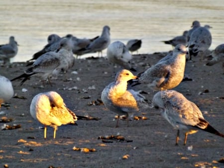 preening seagulls - water, beach, seaguls, birds