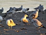 preening seagulls