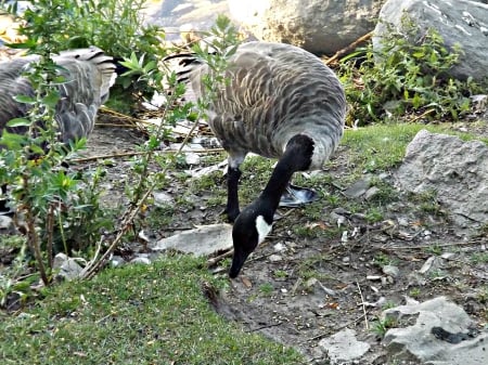 Centennial Beach, Barrie - birds, Canadian geese, nature, parks