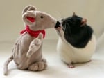 Rat And Toy