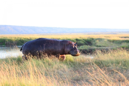 Hippo - animal, nature, hippo, wild