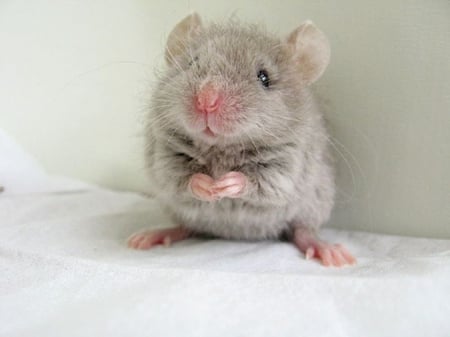 Mouse - animal, hamster, pet, mouse