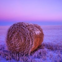 Winter Field