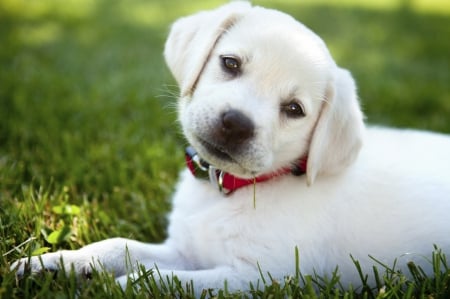 Looking Straight Into Your Eyes - GRASS, NATURE, PUPPY, ADORABLE, CLEAR EYES, SWEET