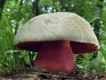 Mushroom