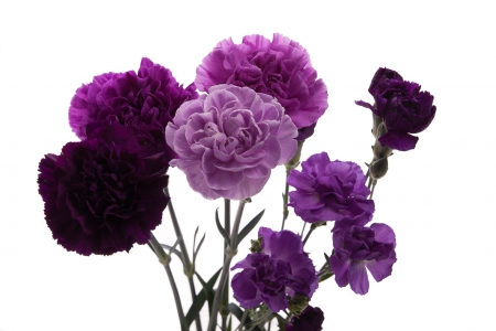 carnations - nature, purple, flowers, carnations