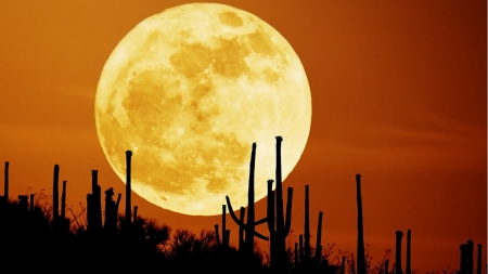 A Texas Moon - moon, planets, stars, space, silhouettes, cacti, galaxy, desert, a texas moon, huge