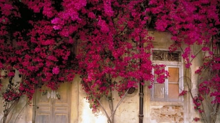 flowering vines overgrowing on a facade - flowers, door, vines, windows, hose