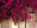 flowering vines overgrowing on a facade