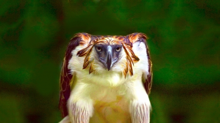 What Are You Looking At - hawks, birds, animals, wildlife