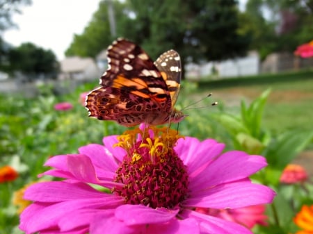 butterfly on pink zenia - butterfly, insect, pink, outside