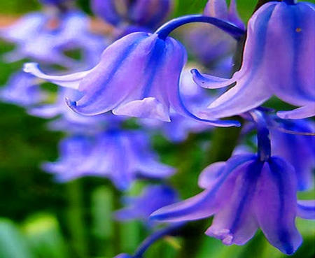 Bluebell morning - Bluebells, flowers, blue, garden