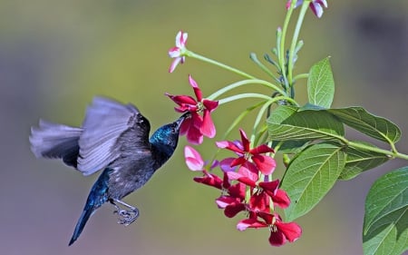 Hummingbird - small, flower, birds, hummingbird