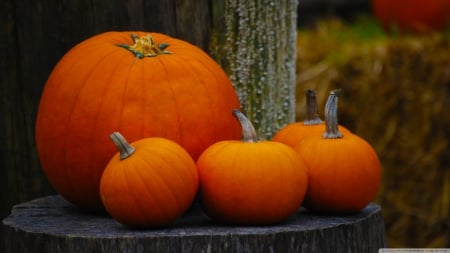 Pumpkins - abstract, pumpkins, photography, HD, fall, nature, autumn, halloween, wallpaper