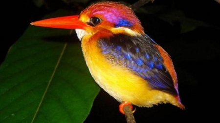 Colorful bird - animal, color, cute, bnird, bird