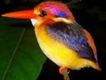 Colorful bird