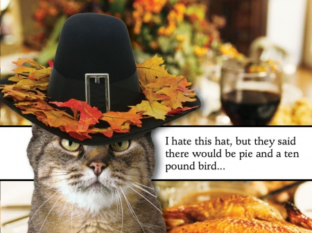 Thanksgiving Day Humor - hat, Autumn, humor, Fall, leaves, cat, wine, turkey, funny, Thanksgiving