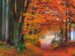 Colorful forest