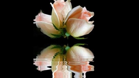 Pink roses - flower, pink, rose, reflection