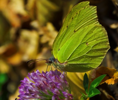 butterfly - nature, butterfly, grass, leaf, flower, bug