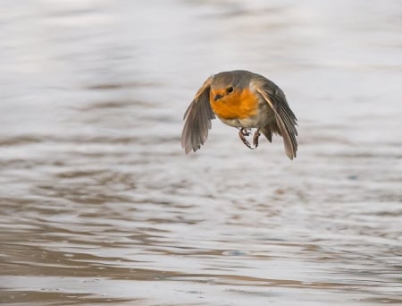 flying robin - raised, water, moving, above