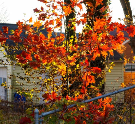 The Colors Of Fall - fall colors, The Colors Of Fall, The Colors Of autumn, autumn colors