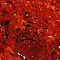 Scarlet Autumn