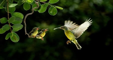 hummingbirds - flying, branch, chicks, hummingbird, leaf, babies, tree, birds