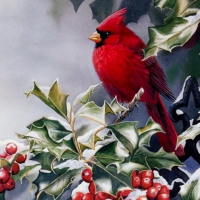 RED WINTER BIRD