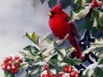 RED WINTER BIRD