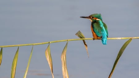 *** Kingfisher *** - bird, birds, animal, kingsfisher, animals