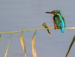 *** Kingfisher ***