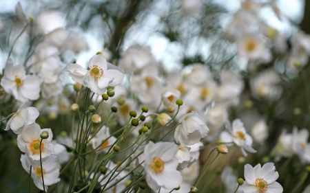 *** ANEMONE HUPEHENSIS*** - flowers, white, nature, flower, anemone